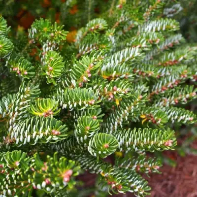 Пихта белая в Калинковичах