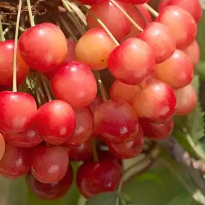 Черешня ЮЛИЯ в Калинковичах