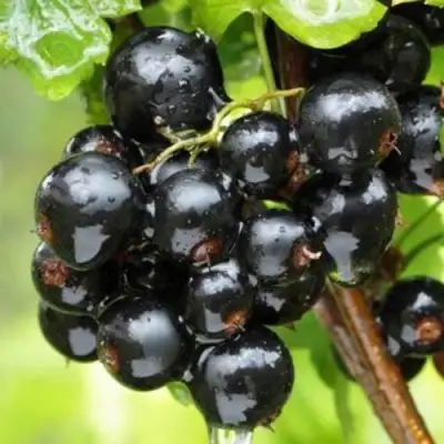 Смородина черная БЫЛИННАЯ (ВЕРНОСТЬ) в Калинковичах