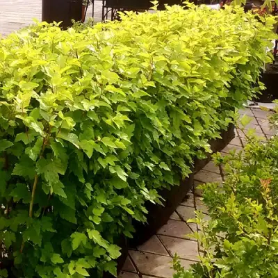 Комплект АНГЕЛ ГОЛД в Калинковичах