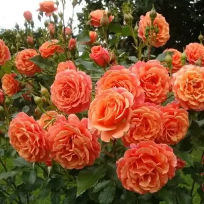 Роза БЕЛЬВЕДЕР шраб в Калинковичах