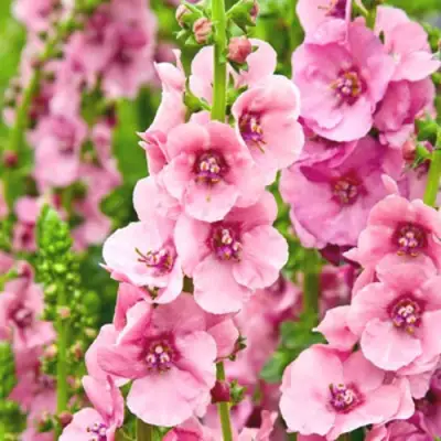 Коровяк ПИНК ДОМИНО гибридный (вербаскум) в Калинковичах