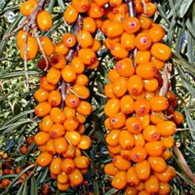 Облепиха СУДАРУШКА в Калинковичах