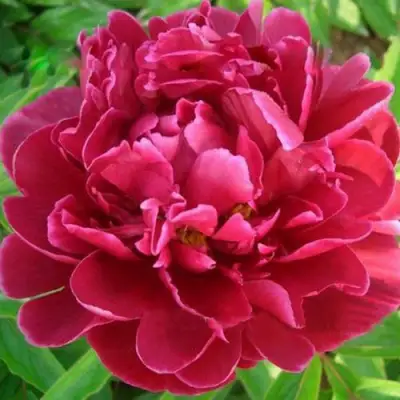 Пион КИТАЙСКИЙ ШЕЛК травянистый в Калинковичах