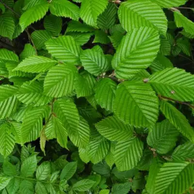 Граб  в Калинковичах