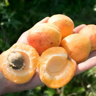 Абрикос ХАРГРАНД в Калинковичах