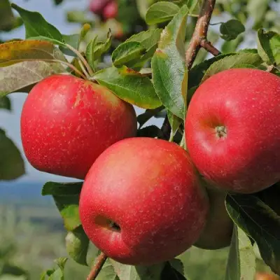 Яблоня ГАЛА МАСТ в Калинковичах