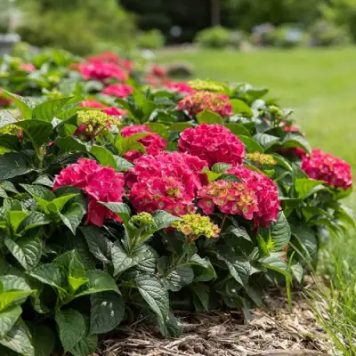 Гортензия ЭНДЛЕСС САММЕР ЛАВ крупнолистная в Калинковичах