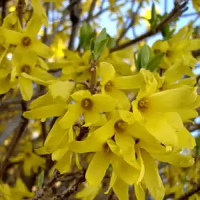 Форзиция ФОРЧУНА в Калинковичах