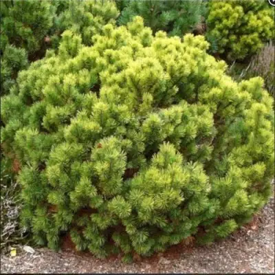 Ель ДАНС ДВАРФ обыкновення в Калинковичах