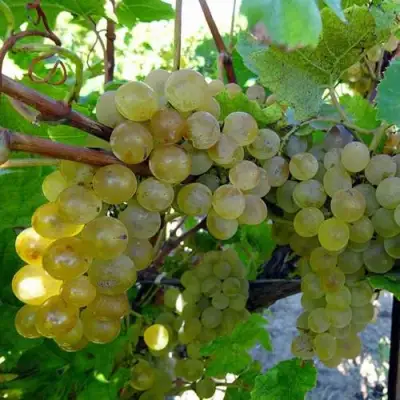 Виноград КРИСТАЛЛ в Калинковичах