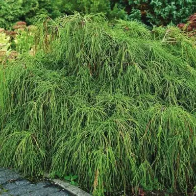 Кипарисовик ФИЛИФЕРА НАНА горохоплодный  в Калинковичах