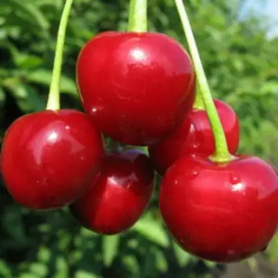 Дюк ПРЕВОСХОДНАЯ ВЕНЬЯМИНОВА в Калинковичах