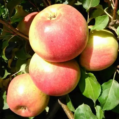 Яблоня ЭМБАССИ в Калинковичах