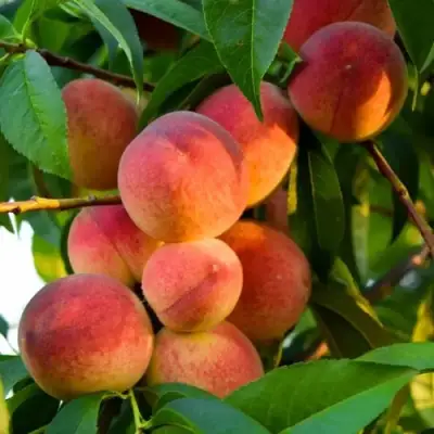 Персик ЗОЛОТОЙ ЮБИЛЕЙ в Калинковичах