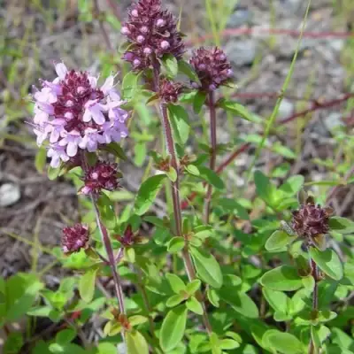 Тимьян яйцевидный в Калинковичах