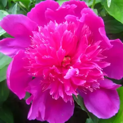 Пион РОЗОВЫЙ БУДДА травянистый в Калинковичах