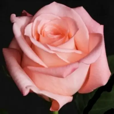 Роза АНГАЖЕМЕНТ чайно-гибридная в Калинковичах