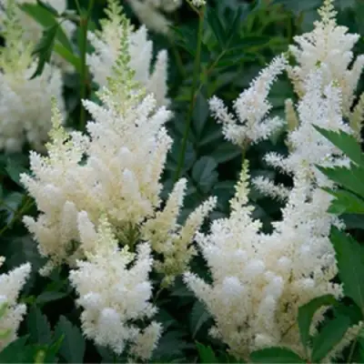 Астильба ХЭППИ ДЕЙ Арендса в Калинковичах