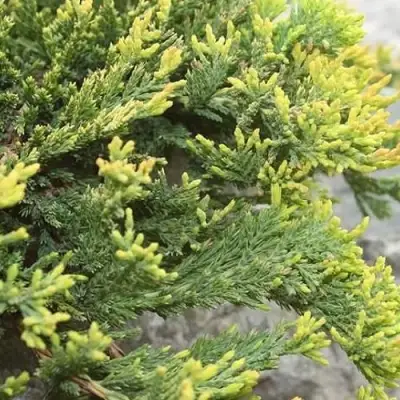 Можжевельник ГОЛДЕН КАРПЕТ горизонтальный  в Калинковичах