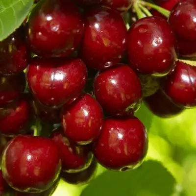 Черешня ВАЛЕРИЙ ЧКАЛОВ в Калинковичах