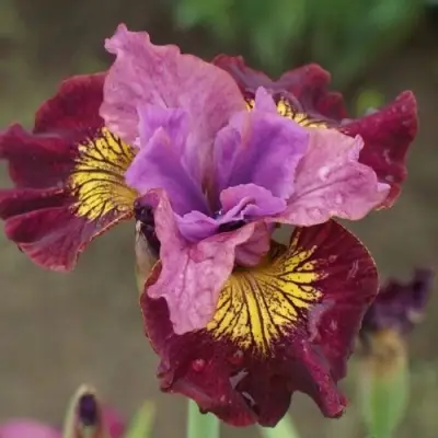 Ирис МИСС ЭППЛ сибирский в Калинковичах