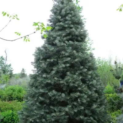 Пихта белая в Калинковичах