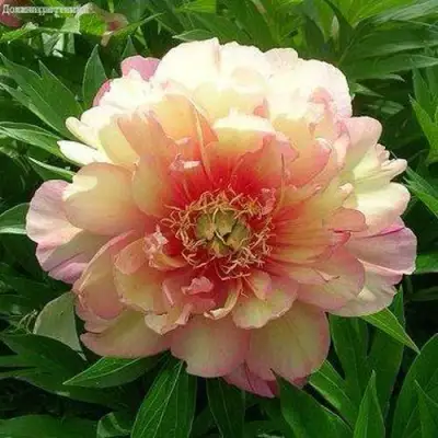 Пион ДЖУЛИЯ РОУЗ ито-гибрид в Калинковичах