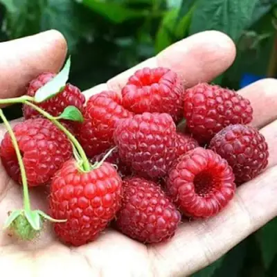 Малина ХИМБО-ТОП в Калинковичах