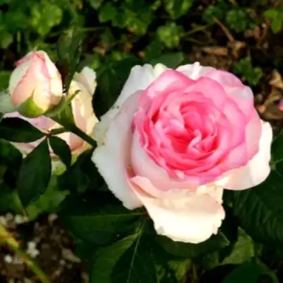 Роза ДОЛЬЧЕ ВИТА чайно-гибридная в Калинковичах