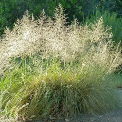 Каплесеменник воздушный в Калинковичах