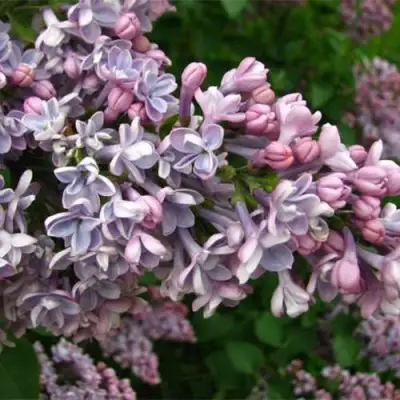 Сирень КОНДОРСЕ в Калинковичах