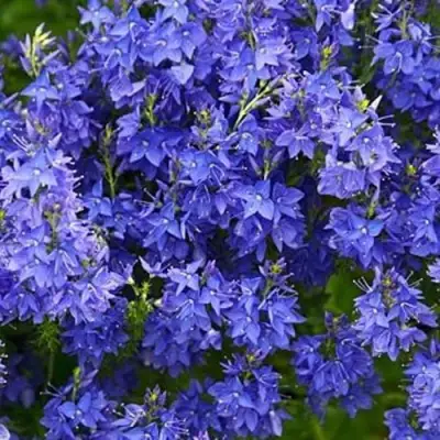 Вероника РОЯЛ БЛЮ большая в Калинковичах