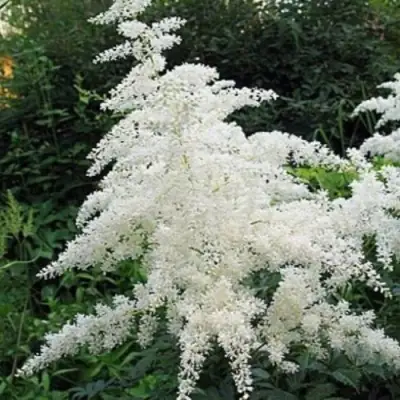 Астильба БРАУТШЛЕЙЕР Арендса в Калинковичах