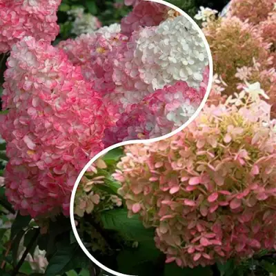 Комплект МАЛИНОВЫЙ ЗАКАТ в Калинковичах