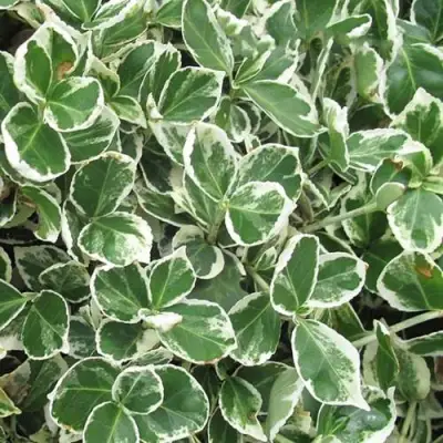 Бересклет ЭМЕРАЛЬД ГАИТИ форчуна  в Калинковичах