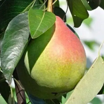 Груша ТАТЬЯНА в Калинковичах