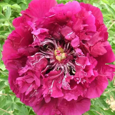 Пион ПУРПУРНЫЙ ОКЕАН древовидный в Калинковичах