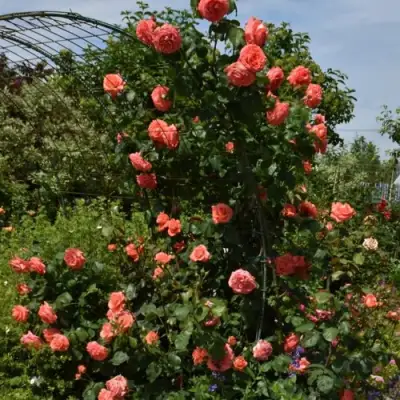 Роза ДИ ДИ БРИДЖУОТЕР плетистая в Калинковичах