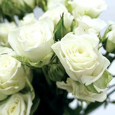 Роза СНОУФЛЕЙК спрей в Калинковичах