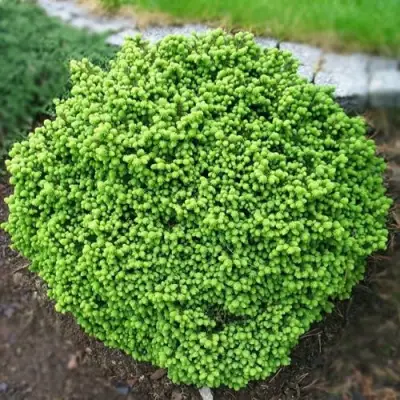 Ель ЛИТЛ ДЖЕМ обыкновенная в Калинковичах