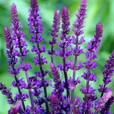 Шалфей КАРАДОНА в Калинковичах