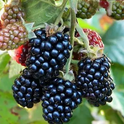 Ежевика ОУАЧИТА бесшипная  в Калинковичах