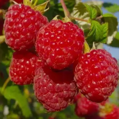 Малина ЭЛЕГАНТНАЯ в Калинковичах