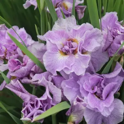 Ирис ХЭВИНГ ФАН сибирский в Калинковичах