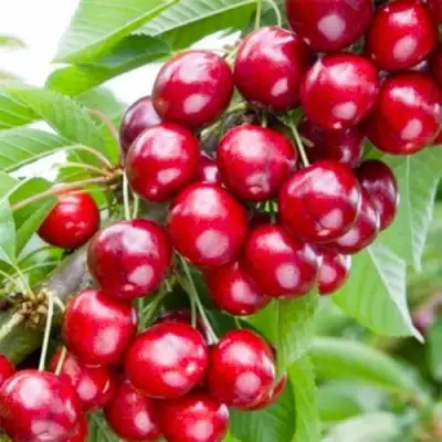 Вишня МАЛЮТКА колонновидная в Калинковичах