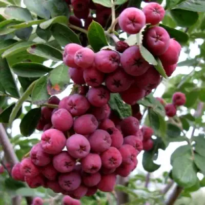 Рябина ТИТАН сладкоплодная  в Калинковичах