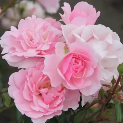 Роза БОНИКА флорибунда в Калинковичах