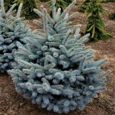 Ель МИСТИ БЛЮ голубая в Калинковичах