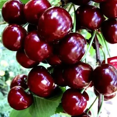Черешня ОЛЕНЬКА в Калинковичах